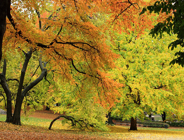 Fall Central Park